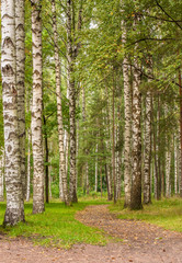 Naklejka premium Piękny brzozowy gaj i ścieżka