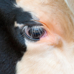 Cows eye