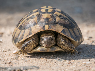 Tortoise (Testudinidae) on the road close-up