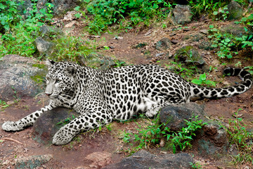 Leopard