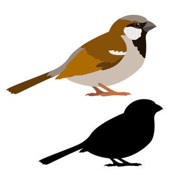sparrow vector illustration style flat black silhouette