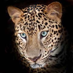 Jaguar tiger