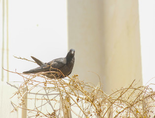 A pigeon picking sticks to make nest.