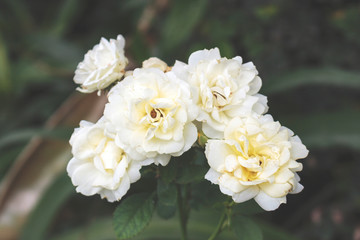 Obraz na płótnie Canvas closeup white rose flower, soft-focus in the background. over light and film tone