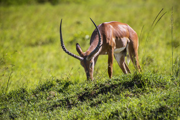 A beautiful Topi antelope on the green grassland