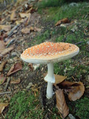 mushroom, red with white dots