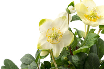Obraz premium Christrose (Helleborus niger)