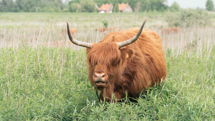 Highland Cattle on Dutch Island