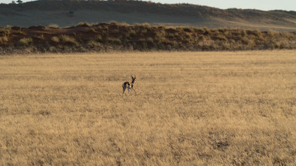 Naklejka na ściany i meble Springbok Running in Fields in Namibia