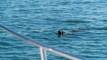 Sea Lion Swimming Closer to a Boat in Namibia