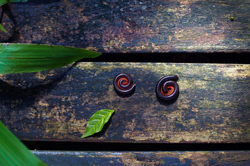 two millipede insects twisted in protective reaction laying on wooden path in tropical garden
