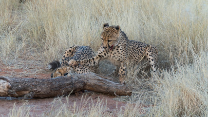 Two Cheetah's fighting over fresh flesh