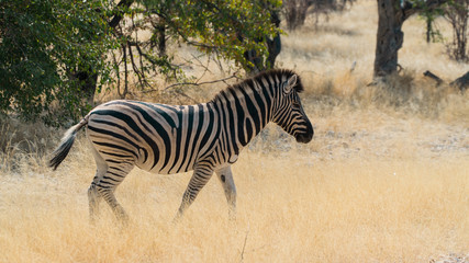 Obraz premium Zebra in a field in Namibia