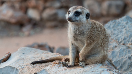 Meerkat on Watch on Stones