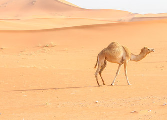 A camel walking in desert