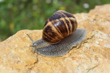 Snail on rock.