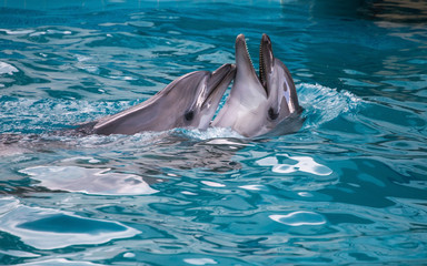 two dolphins swimming together