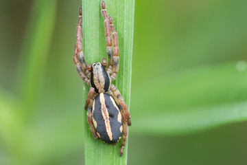 spiders on the leaves