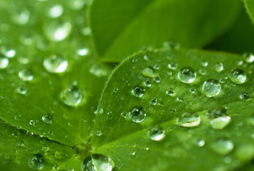 Beautiful young carved clover leaf covered with fine dew drops in a beautiful sun