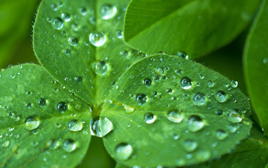 Beautiful young carved clover leaf covered with fine dew drops in a beautiful sun: interesting...