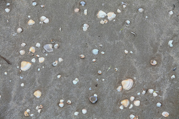 Fototapeta na wymiar Oysters on sand