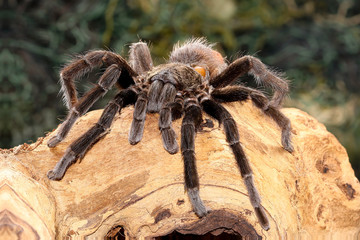 Mexican black velvet tarantula on the branch