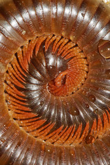 Monster poisonous millipede rolled into a circle