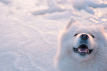 Amused white very fluffy groomed samoyed dog sitting on frozen river at the winter.