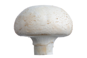 White Button Mushroom (Champignon) Isolated on white Background