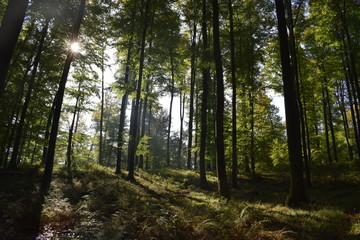 Obraz premium Hersbtstimmung