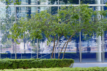 Decorative trees on a background of a glass facade of a modern building