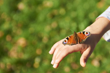 Butterfly, Aglais io, the European peacock, at the hand of a child. Green grass lawn background
