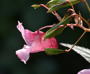 Druesiges Springkraut, Impatiens, glandulifera, Holly, Bachbluete