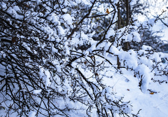 Obraz premium tree, snow,, autumn, winter, nature, sun, forest