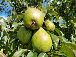 Koestliche von Charneux, Birnen, Alte Birnensorte, Pyrus communis