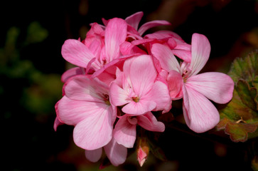 Pink Flowers