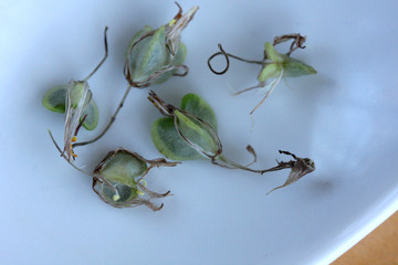 Samenkapseln der Grünlilie,Chlorophytum comosum © FFCucina Liz Collet