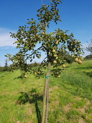 Saint Remy, Herbsttafelbirne, Birnen, Alte Birnensorte, Pyrus communis © Ruckszio