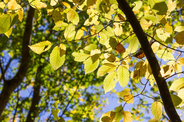 sun shines through leaves and trees of autumn forest and field