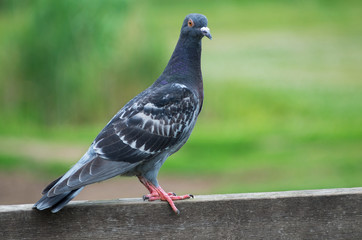Pigeon resting on a fence