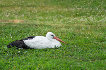 White stork resting in grass