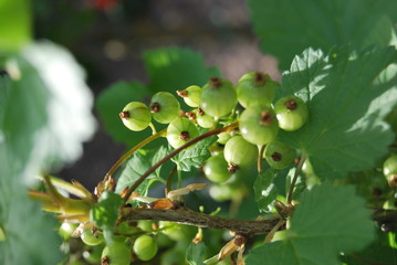 Unreife Johannisbeeren (Ribes)