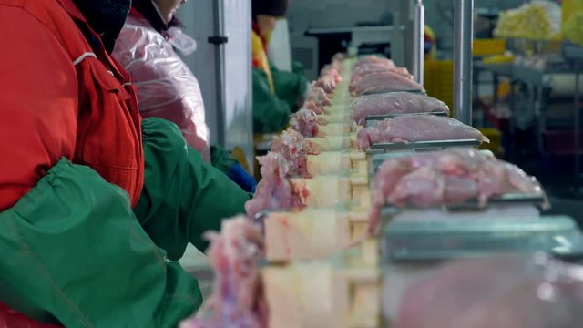 Factory workers check for chicken meat left on bones.  