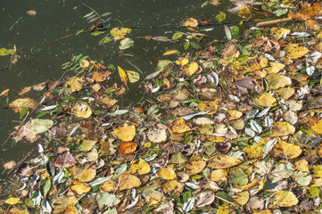 feuilles d'automne flottant sur l'eau