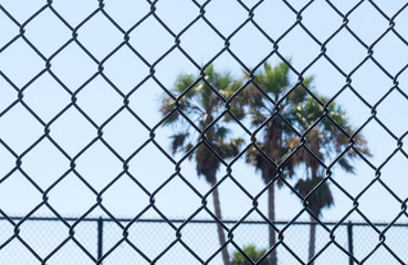 Chain link fence in prison, gulag, labour camp, school or unwanted institution. Dreaming of freedom. Palm trees in background.
