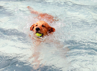 Swimming Dog with Ball