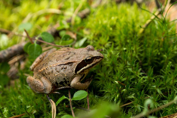 Amphibian frog sitting in green grass on a moss