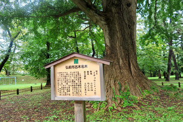 弘前公園の古木名木　イチョウ