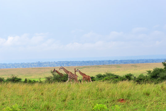  Queen Elizabeth National Park At Dawn Uganda