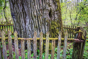 More than 400 year old oak tree in forest complex called Kampinos near Warsaw, Poland